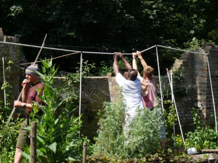 Building the fruit cage